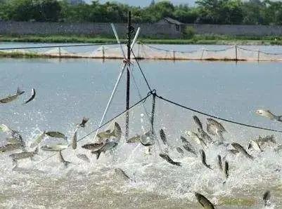 水产ph值检测笔哪款好,水产ph值颜色对照表