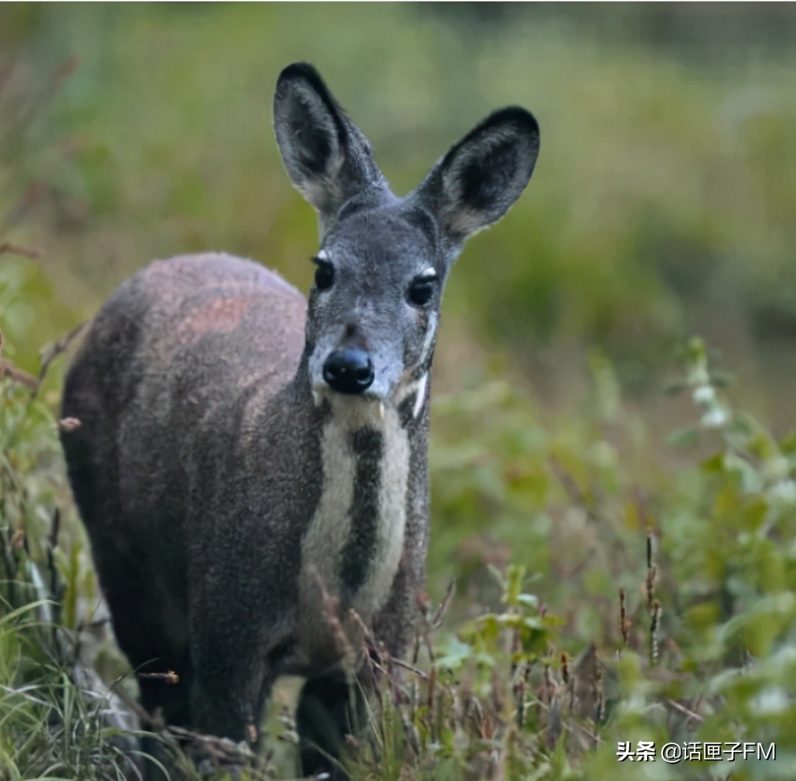 片仔癀和茅台,片仔癀真的能超越茅台吗