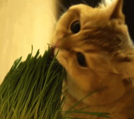 我给猫花的冤枉钱，能在广州买一套房