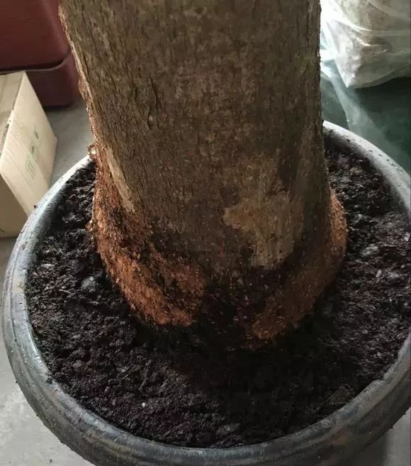 发财树和绿萝哪个好养活,发财树春天掉叶子挽救方法