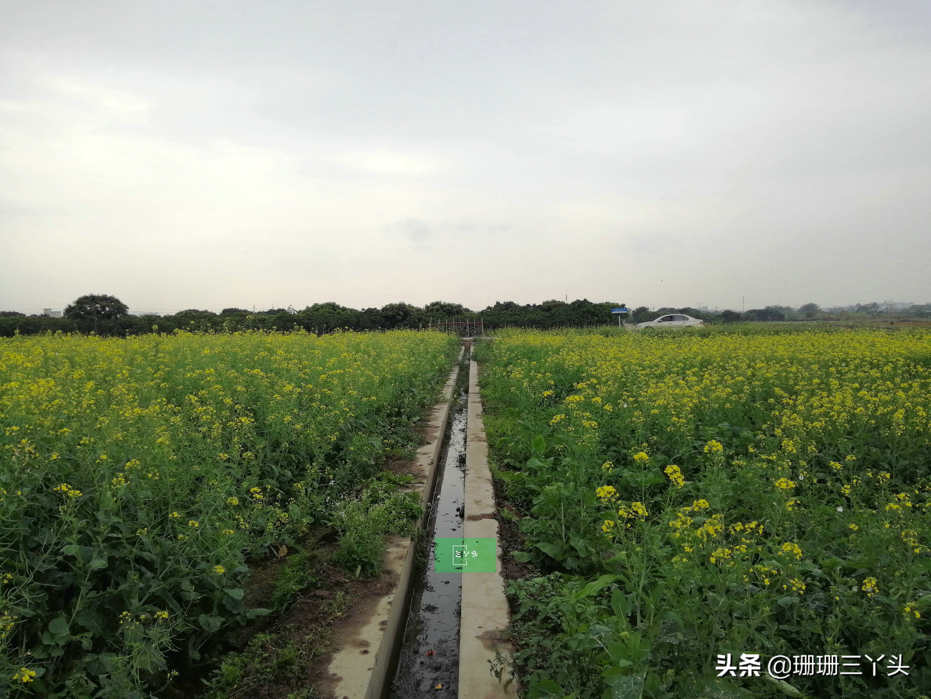 广州春季赏油菜花的地方,广州绝美油菜花海