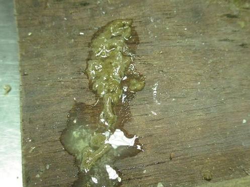 鸽子很瘦不吃食拉绿水便怎么办？新引进的种鸽更要在意细节