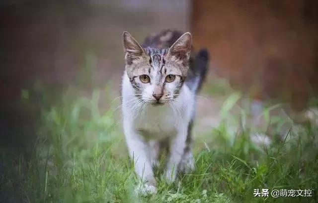 为什么猫咪出去了不认识主人了,猫咪出去回来后一直叫