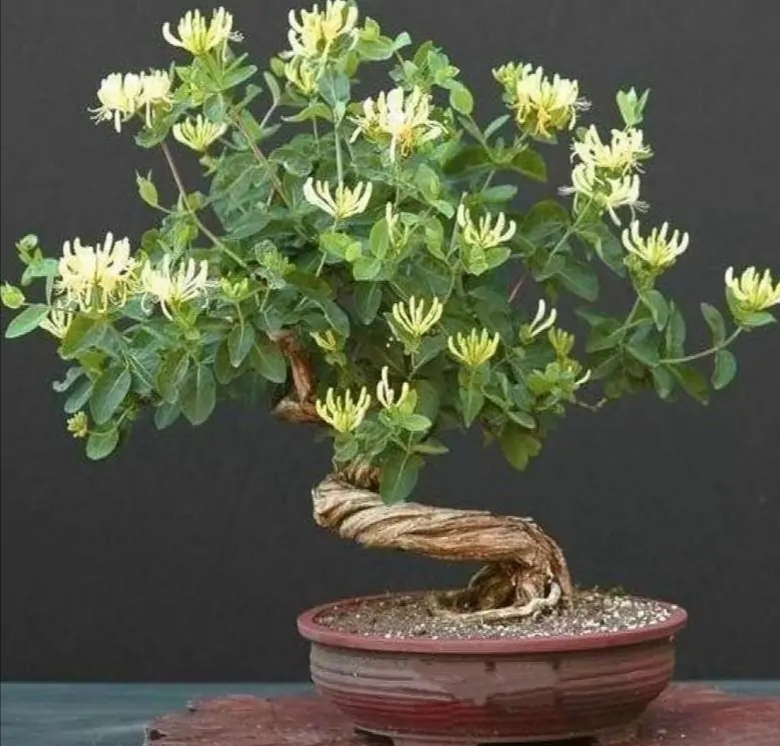 净化空气而且对身体好的花,净化空气对人身体有益的花