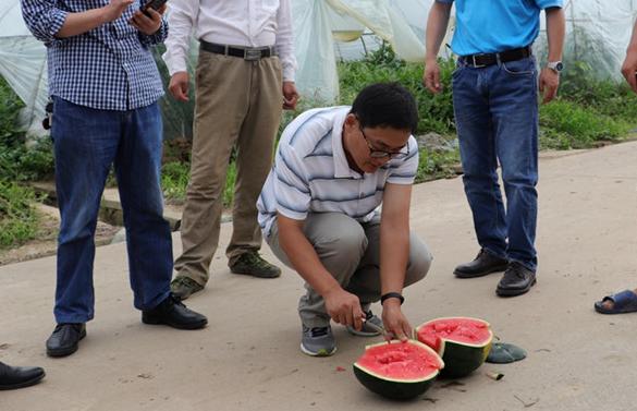 农民种水果卖不掉,农民种西瓜卖不出去
