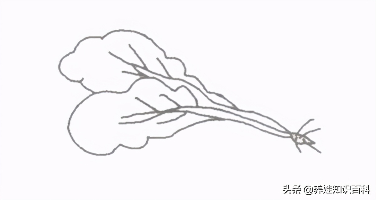 怎么画蔬菜简单又好看儿童,青菜简单画法该怎么画