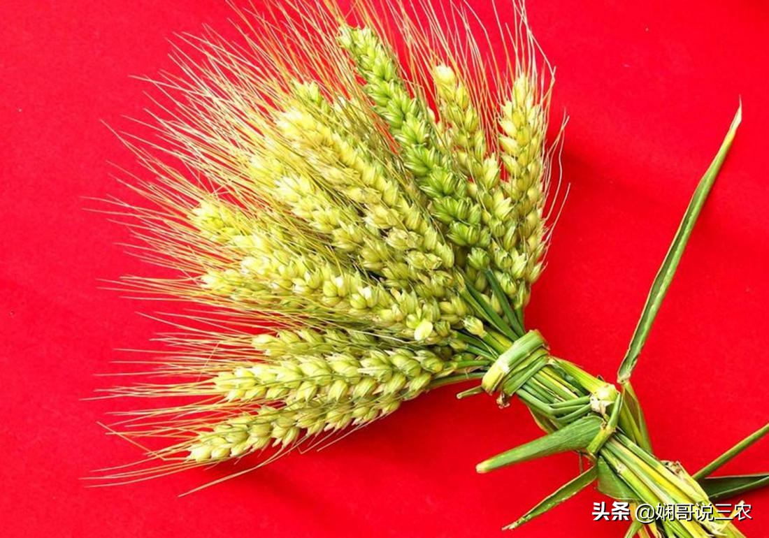 小麦种植与施肥技术研究,小麦高产种植用什么底肥