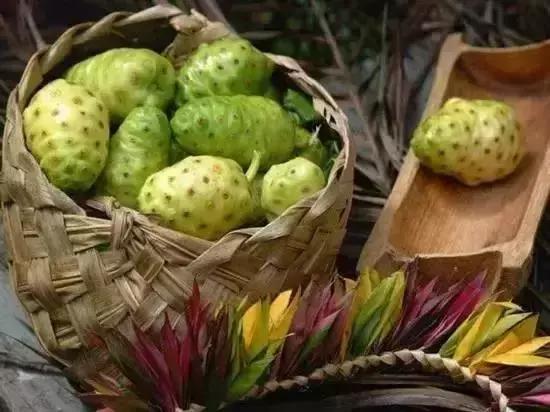 能发家致富的植物,能发家致富的草