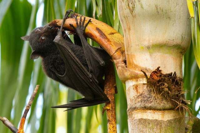 世界最大的蝙蝠,世界上最大的蝙蝠是什么蝙蝠