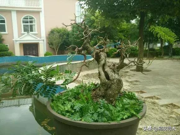 清香木盆景黄叶掉叶是什么原因,清香木黄叶掉叶如何处理