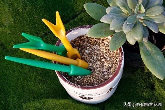 盆栽花卉为什么要换土,花卉换盆有哪些讲究