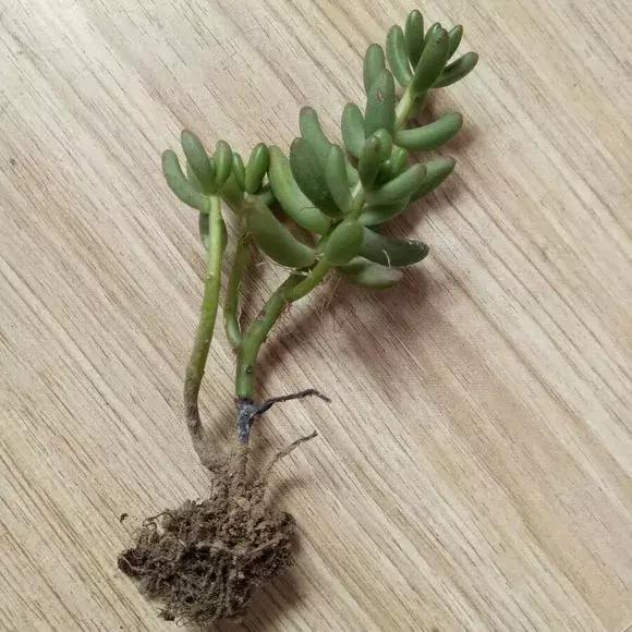 多肉根腐黑没有多菌灵怎么救,养多肉很容易死