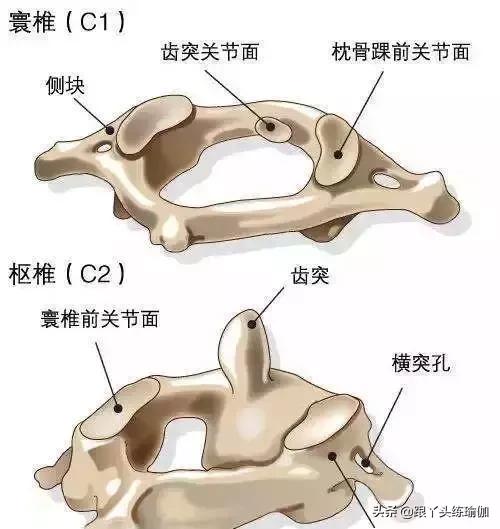 初学瑜伽颈椎基本动作视频,颈椎瑜伽初学入门视频教程