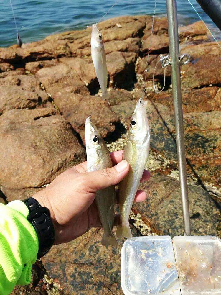 海边钓鱼钓不着怎么办,体会不到台钓的快乐