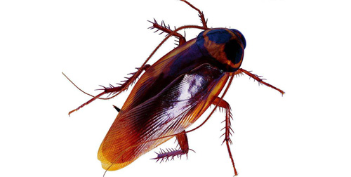 餐饮厨房的蟑螂怎么解决,厨房里蟑螂虫子太多怎么消灭