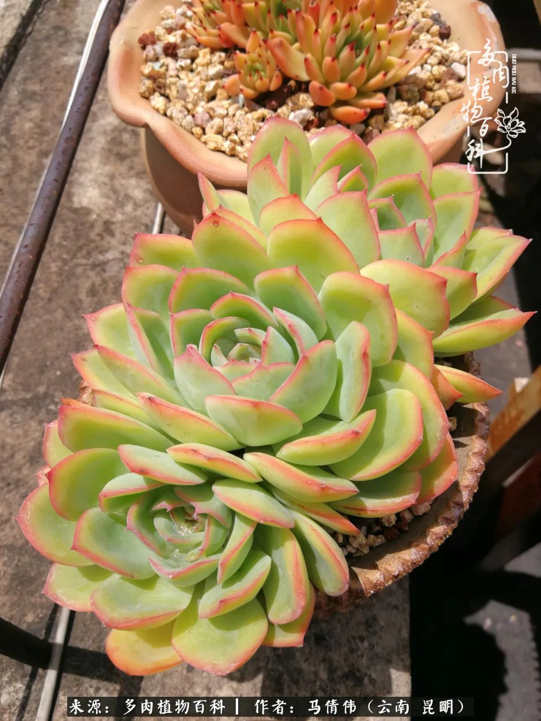 熬过了夏天的多肉,多肉熬过夏天惊艳整个秋天