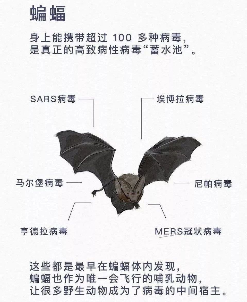 蝙蝠会变成吸血鬼吗,蝙蝠和吸血鬼有什么关系