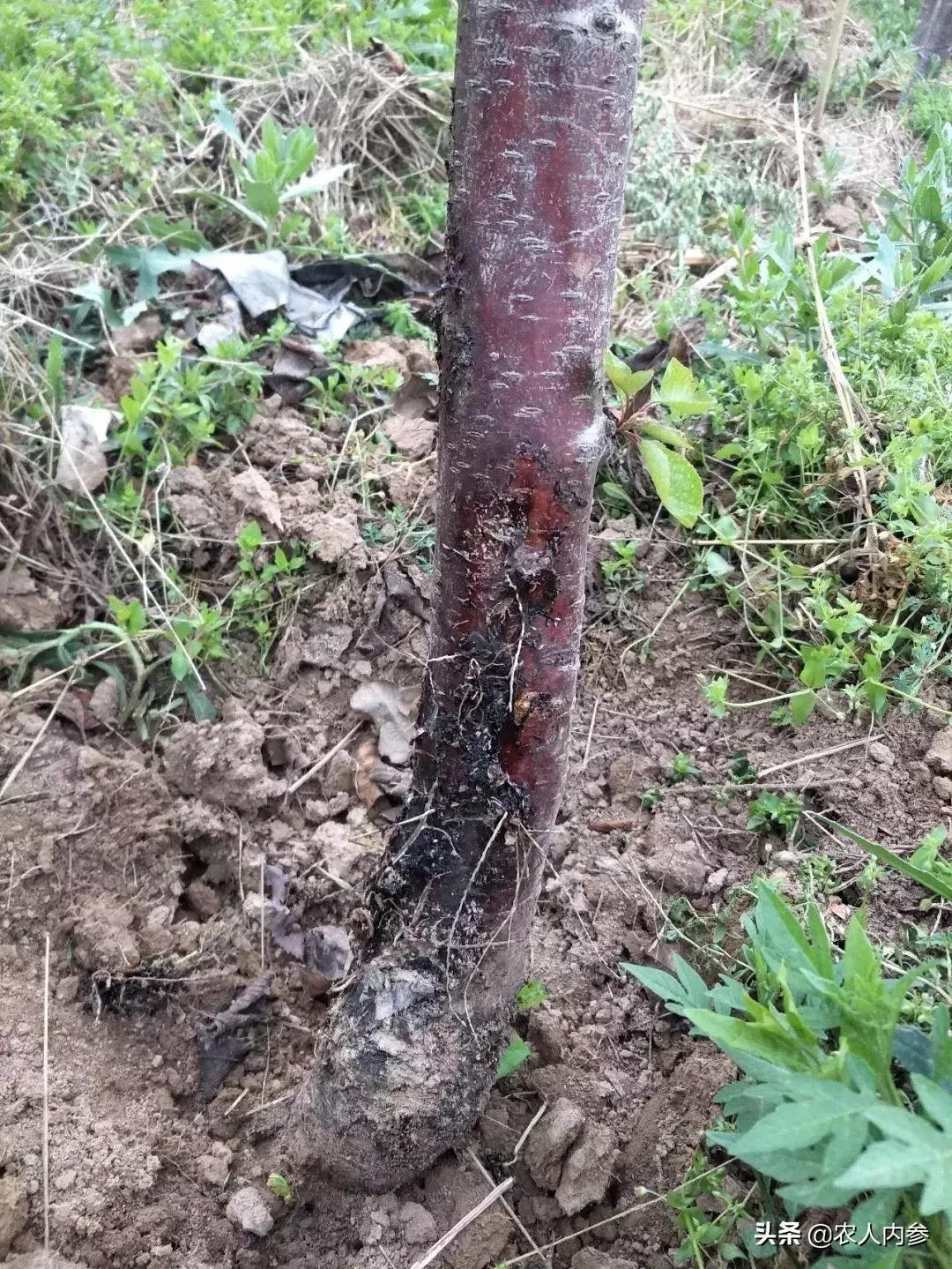 几种果树根部病害的症状识别与防治！