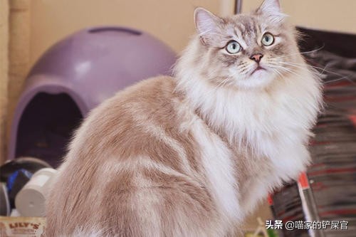 布偶猫亲布偶猫,褴褛猫和布偶猫的区别是什么意思