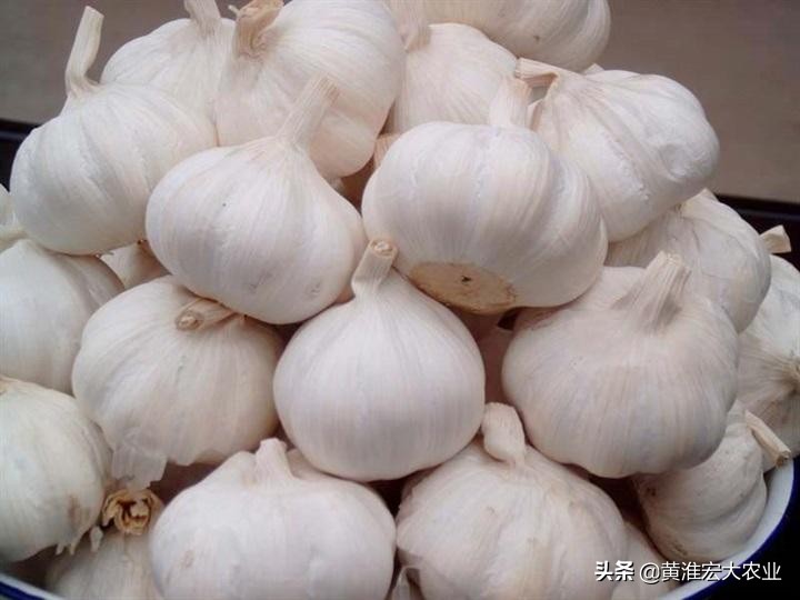 09年大蒜暴涨原因,2010年全国大蒜上涨趋势图