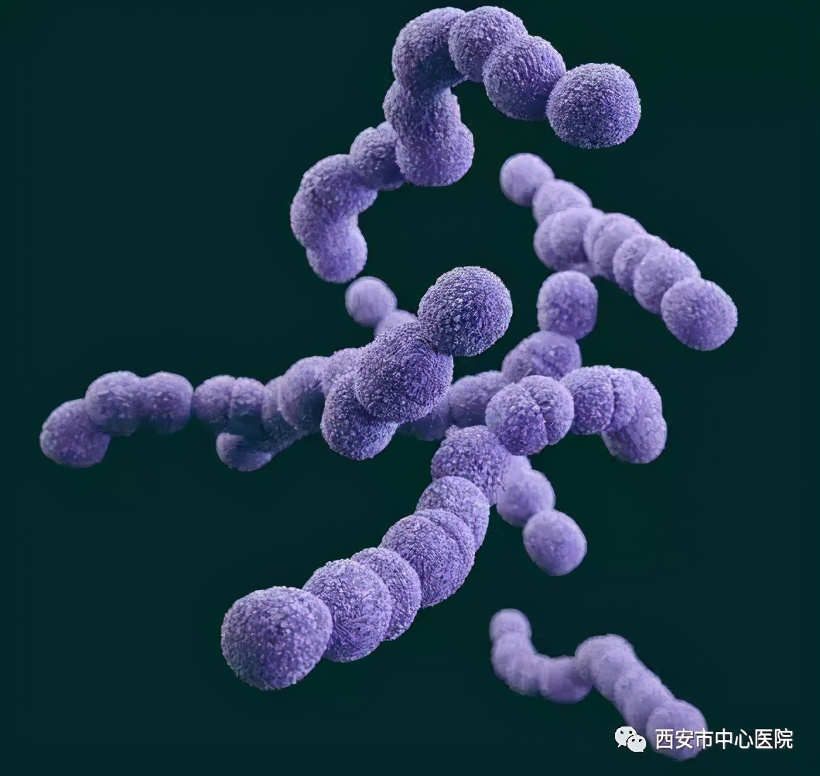 b族链球菌阳性对孩子有什么影响,孕妇b族链球菌阳性打青霉素几天