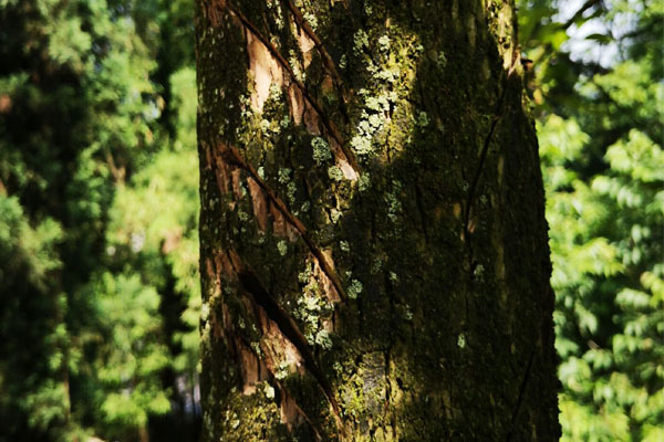 院子里的老柿子树砍掉有忌讳吗,柿子树是老枝能砍吗