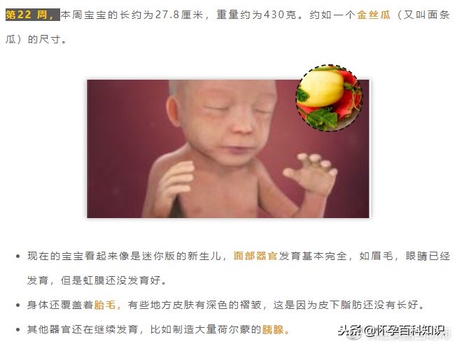 怀孕各个时期胎儿发育过程,怀孕的过程要几天