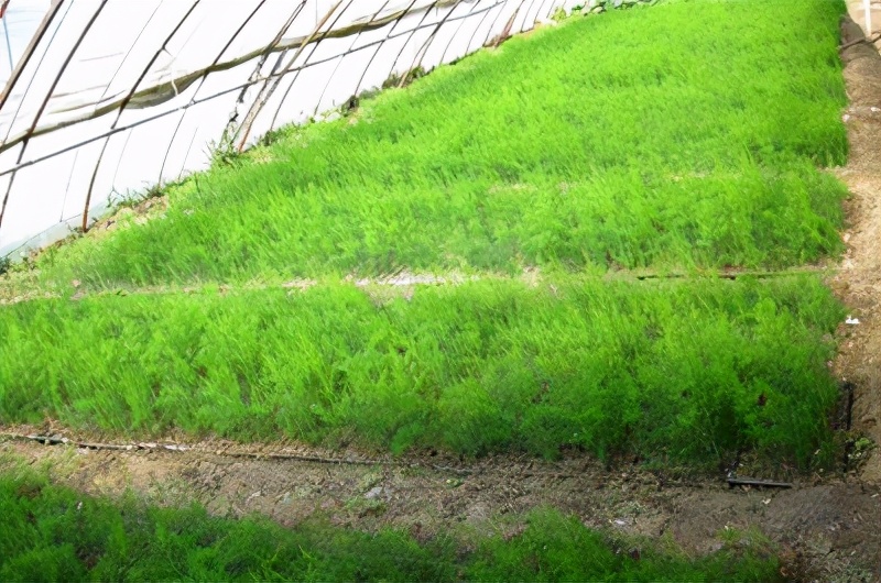 芦笋种植技术,芦笋种植技术全过程