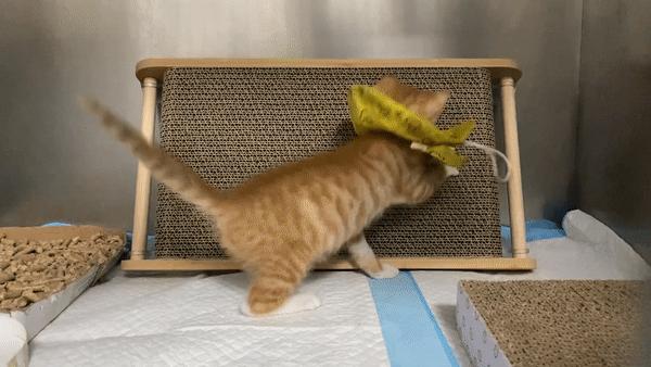 双目失明的猫咪好养吗,瞎了一只眼睛的猫能养吗