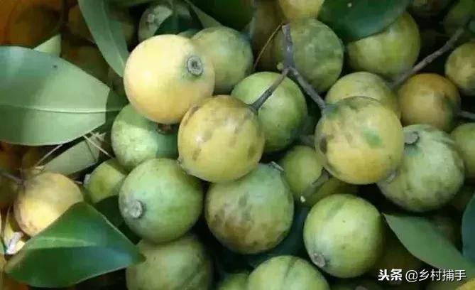 客家酸味野果,客家的野果