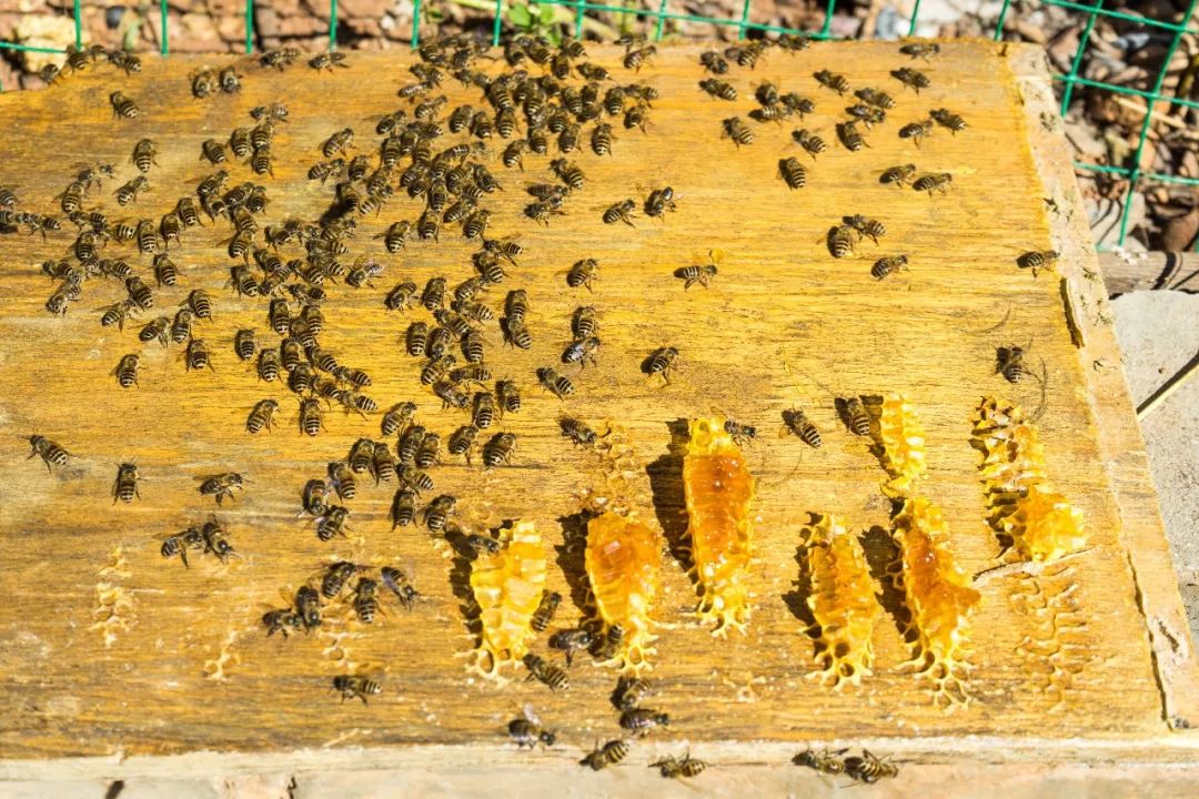土蜂蜜取蜜全过程,土蜂蜜正确取蜜方法