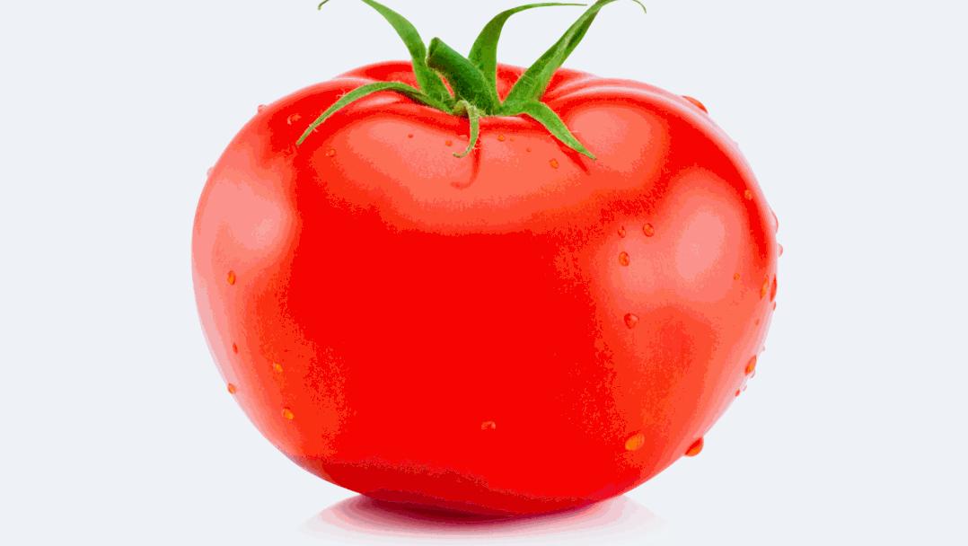 当西红柿遇上烦人的橙子,当番茄遇上西红柿视频