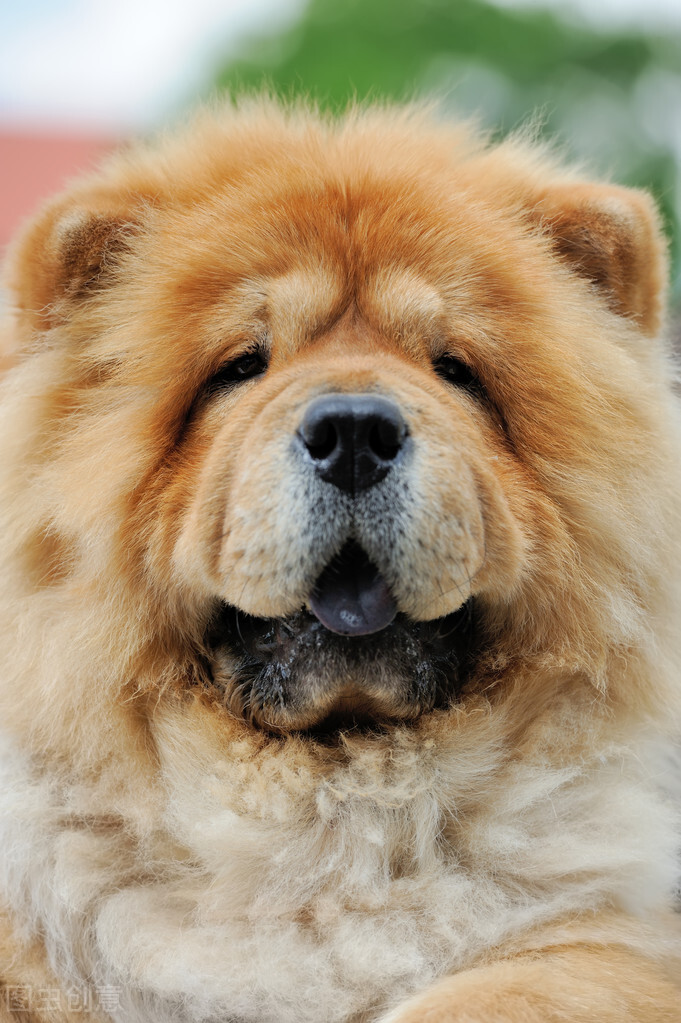 松狮犬的喂养与护理方法,松狮犬吃什么比较好养呢