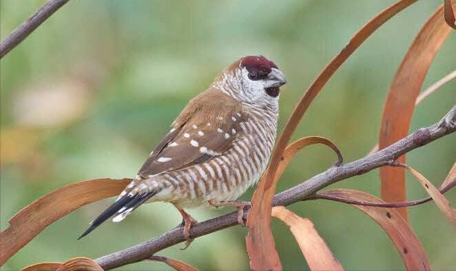 东江揽胜,惠州淡水常见鸟类图谱