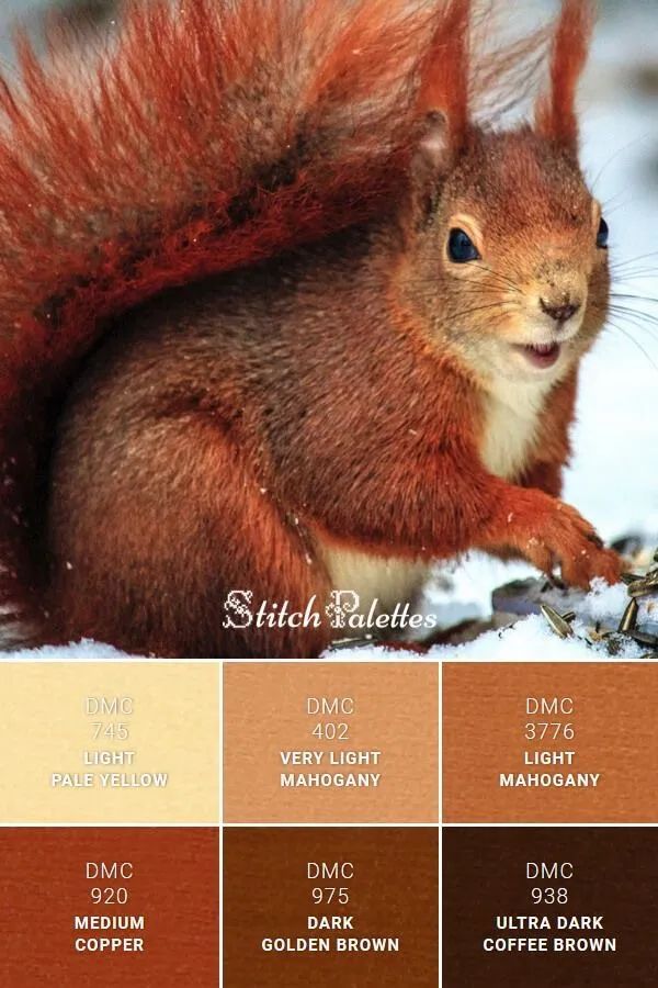 动物配色大全视频,配色的设计灵感