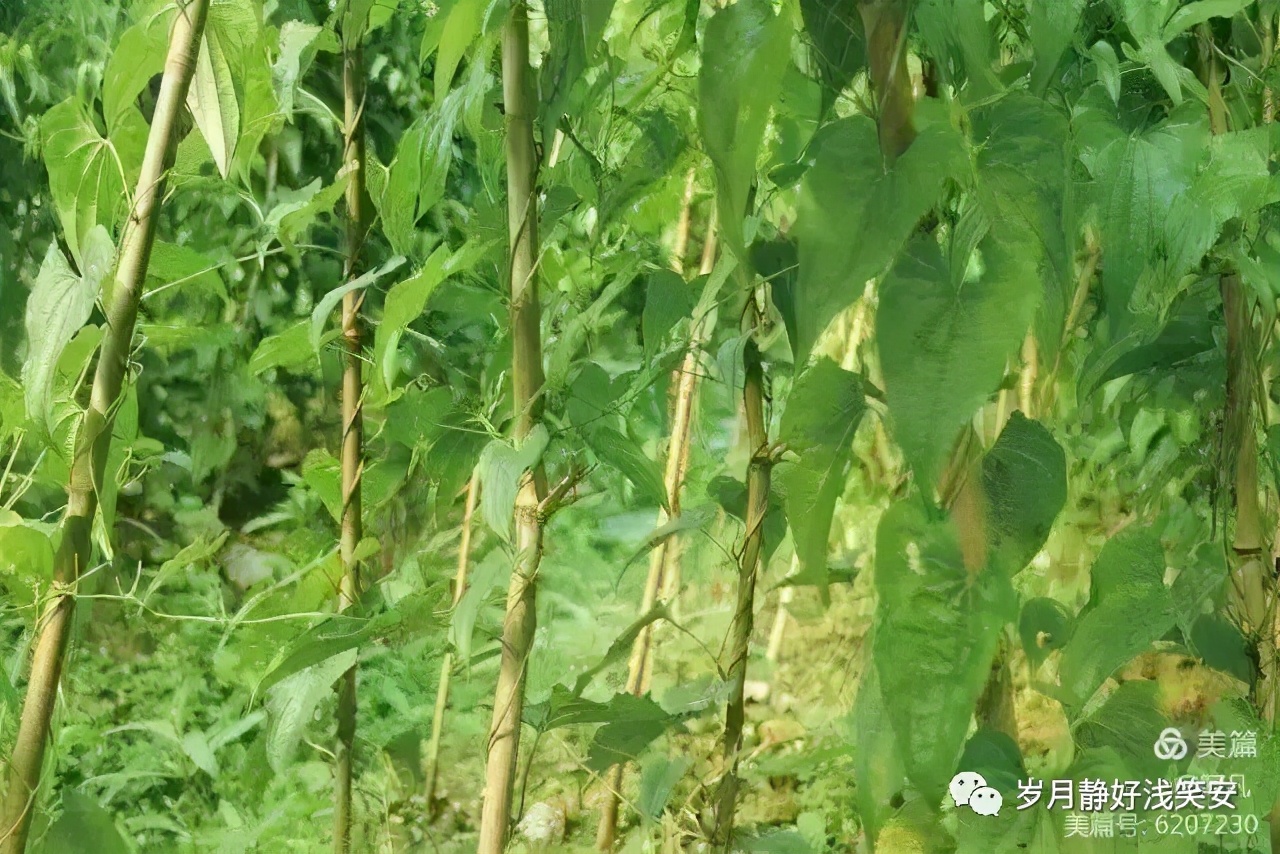 冬日暖汤,佛手山药和铁棍山药哪个好