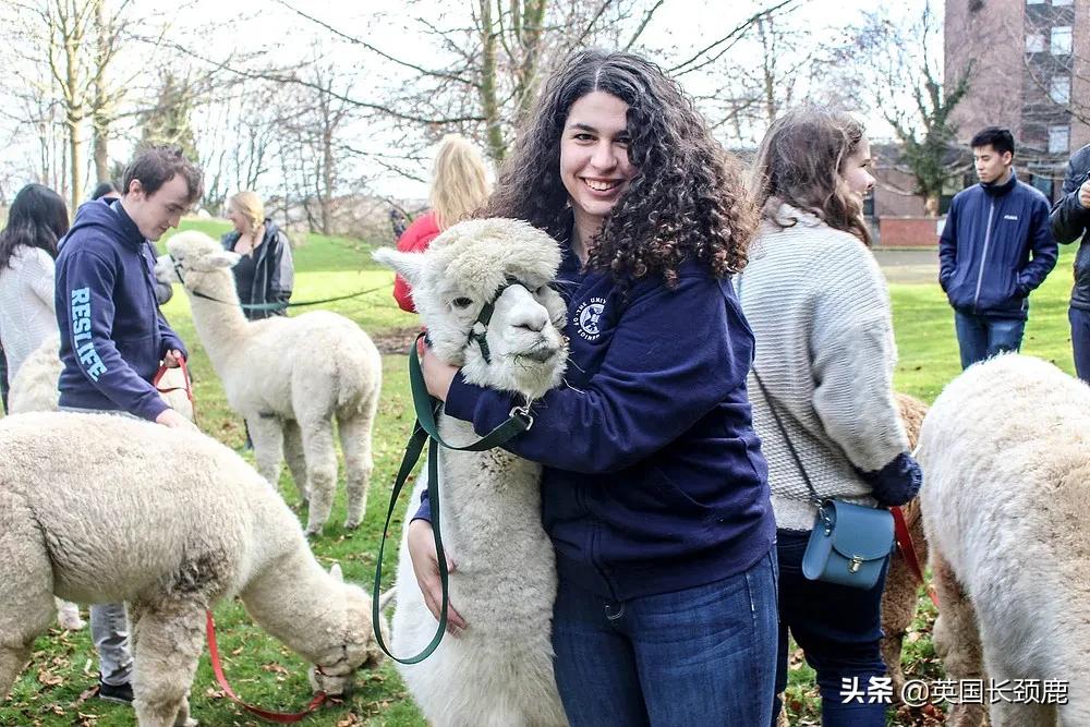 羊驼治愈案例,动物治愈焦虑