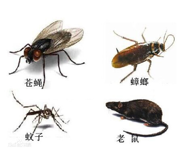 消灭四害人人有责口号,消杀四害人人有责