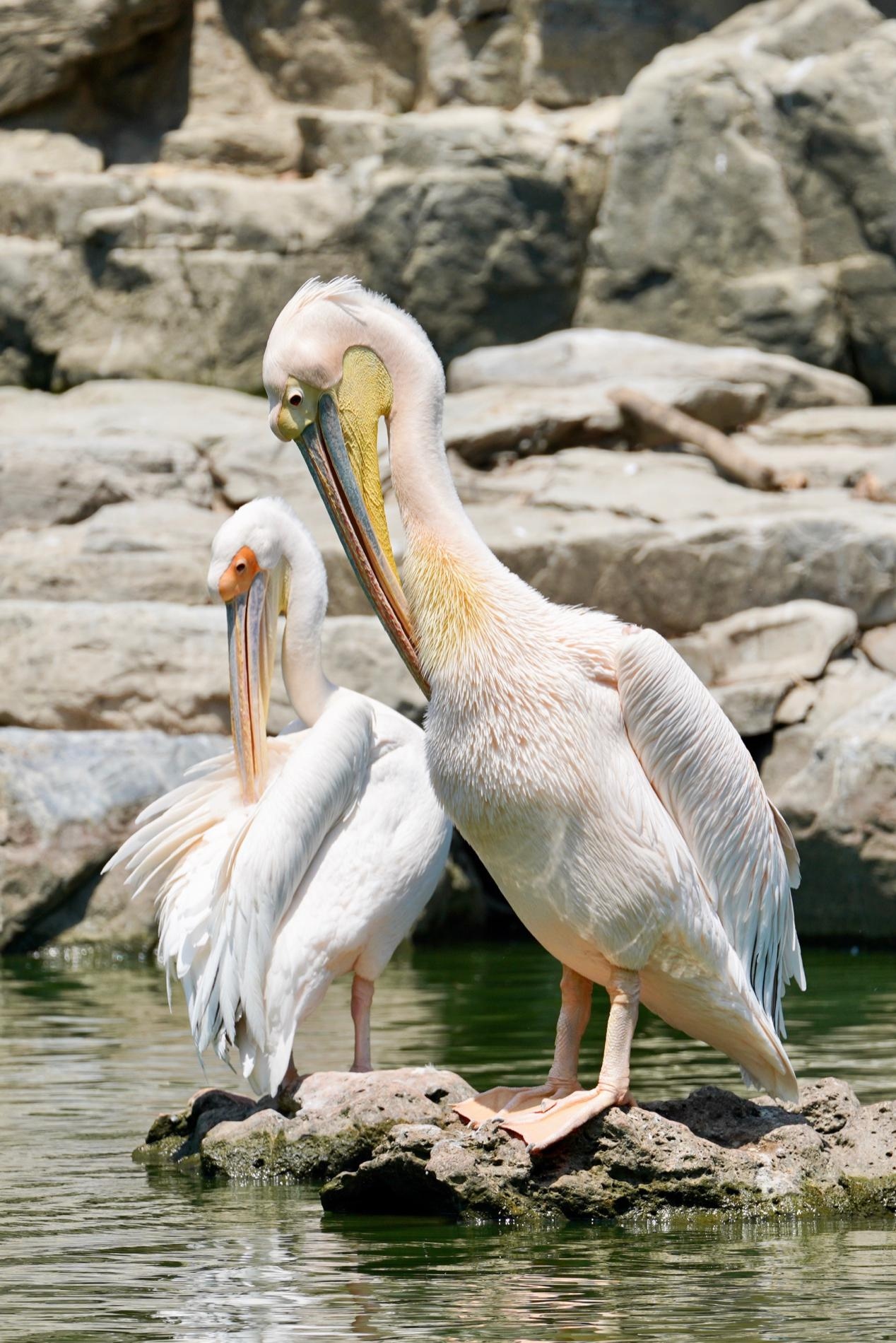 无反全能镜头,适马400mmf5.6测评