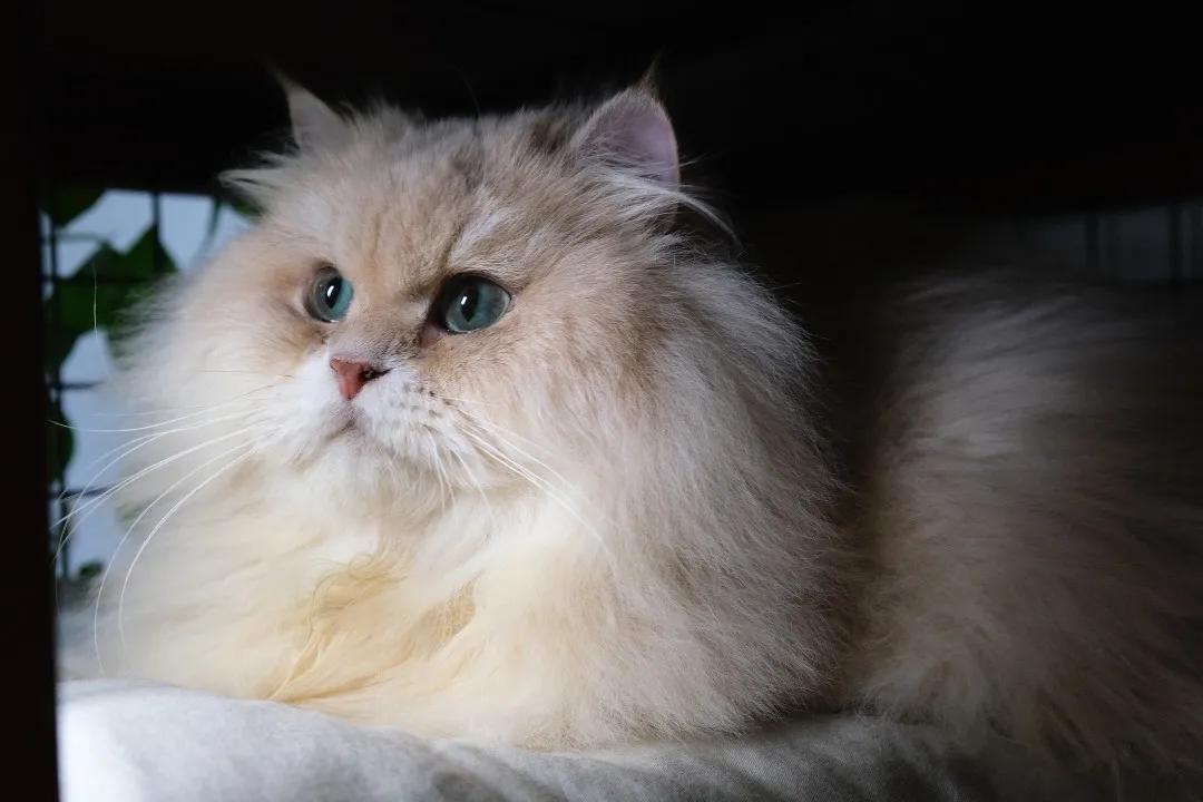 多少度猫咪会感到冷,多少度猫咪才会感到寒冷