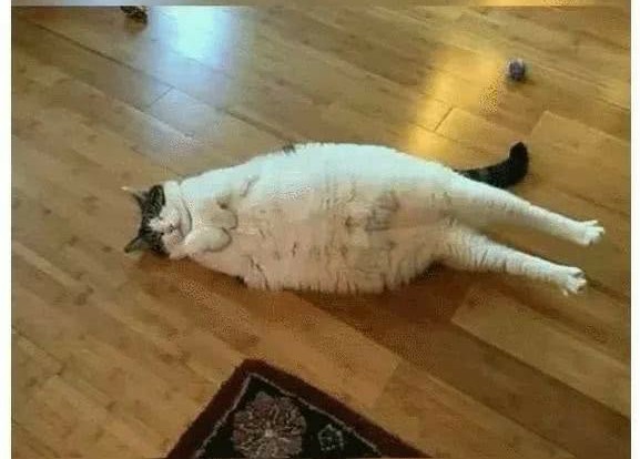 猫咪随时随地都能睡着的神奇生物,猫咪是一种特殊的液体你知道吗