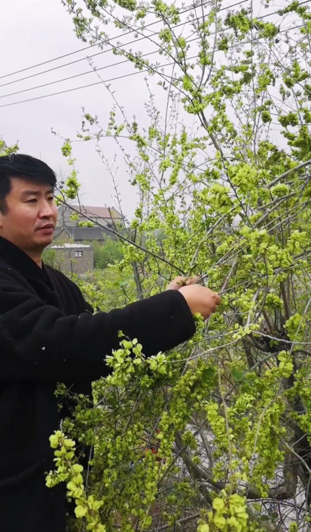 做个榆钱窝窝只为想妈妈