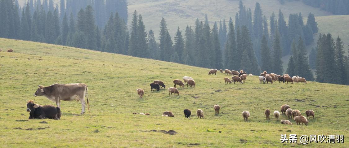 真实新疆人的生活视频,新疆人的生活好精致