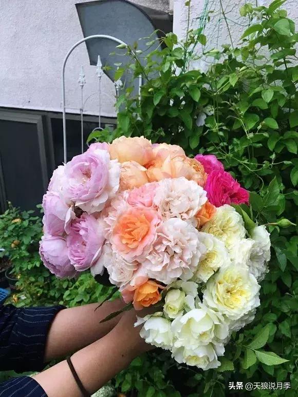 露台打造花海,她用10年改造庭院