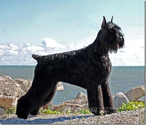 世上最罕见的狗品种图片,全世界狗品种视频