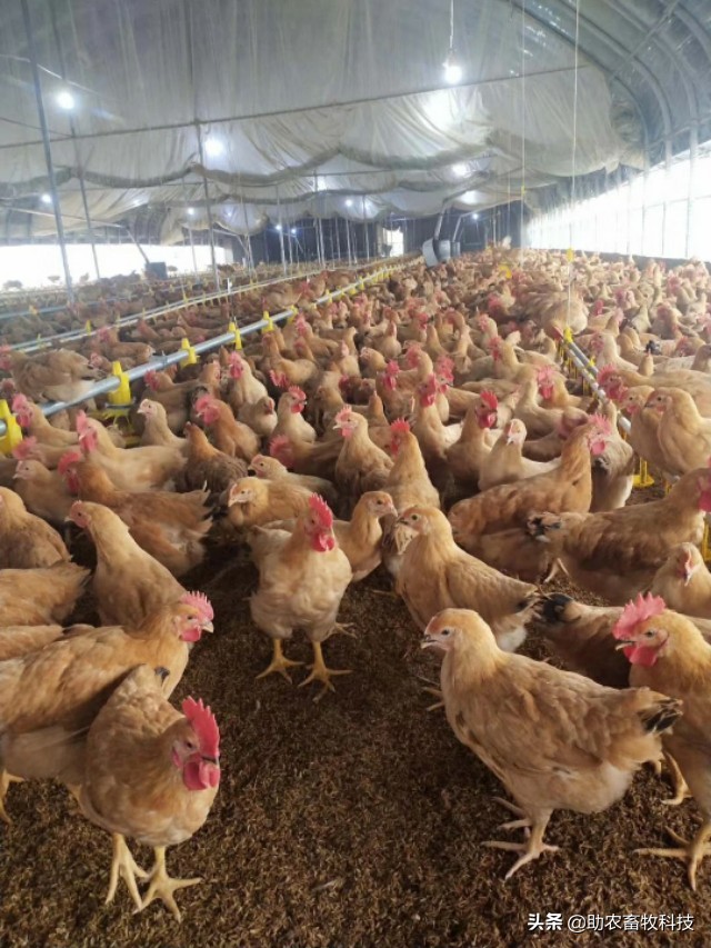 垫料床养猪方法,薄垫料发酵床养鸡