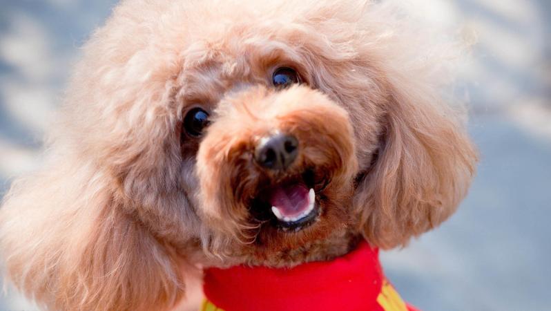 怎么了解泰迪的动作,泰迪的动作表达了什么