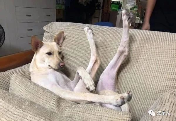 汪见镜头秒伸“嫩白大长腿”摆拍，网友见私密巧思：很懂遮呀