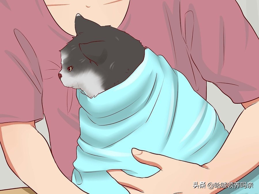 如何喂猫咪难喝的药,如何给猫咪喂药不被抓