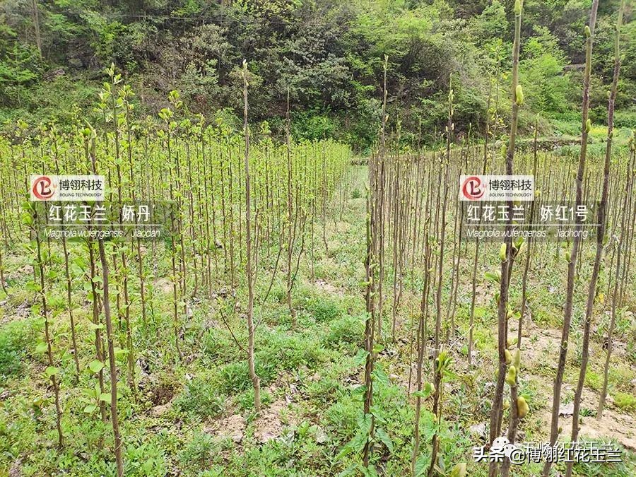 娇红一号玉兰真假识别,娇红一号玉兰和黄鸟玉兰区别